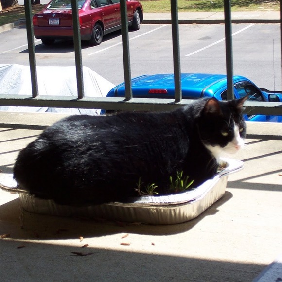 Meet your Posher, Patrick - Picture 1 of 1